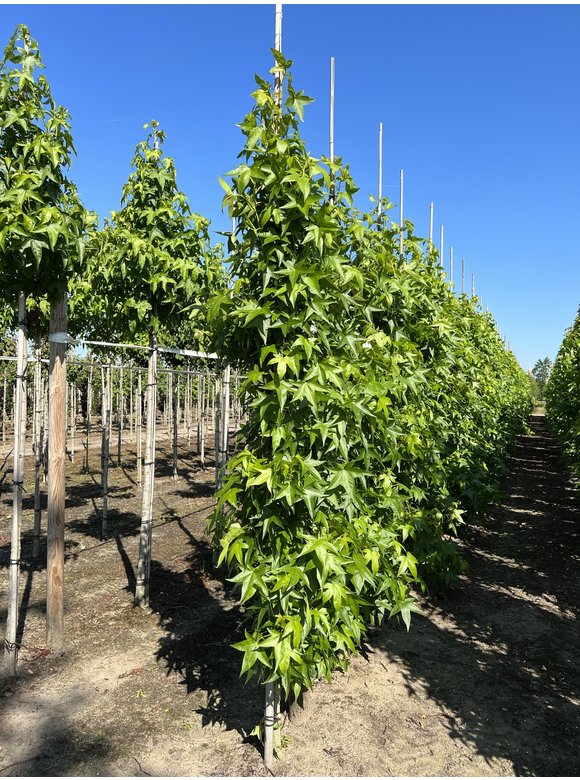 Säulen Amberbaum 'Slender Silhouette' | Liquidambar styraciflua 'Slender Silhouette' Säulen Amberbaum 'Slender Silhouette' | Liquidambar styraciflua 'Slender Silhouette'