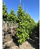 Säulen Amberbaum 'Slender Silhouette' | Liquidambar styraciflua 'Slender Silhouette'
