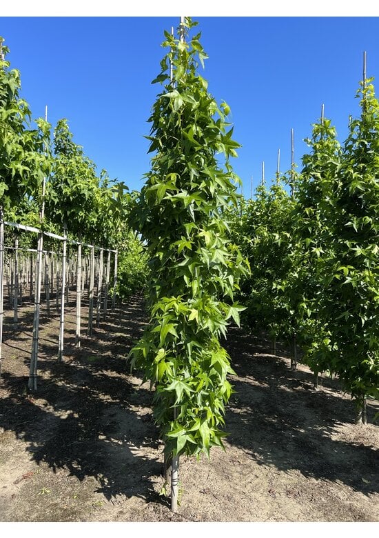 Säulen Amberbaum  | Liquidambar styraciflua 'Slender Silhouette'