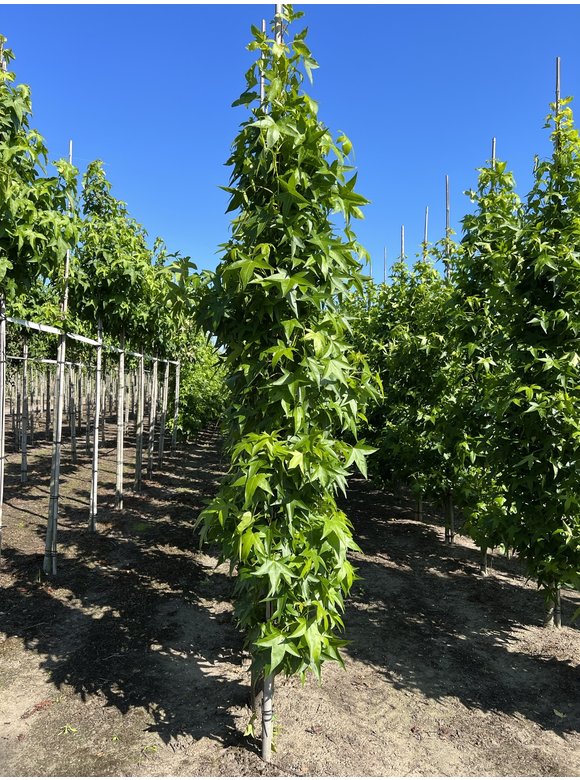 Säulen Amberbaum 'Slender Silhouette' | Liquidambar styraciflua 'Slender Silhouette' Säulen Amberbaum 'Slender Silhouette' | Liquidambar styraciflua 'Slender Silhouette'
