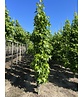 Säulen Amberbaum 'Slender Silhouette' | Liquidambar styraciflua 'Slender Silhouette'
