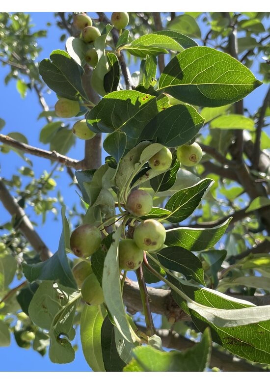 Zierapfel ‘Braendkjaer’ | Malus ‘Braendkjaer’