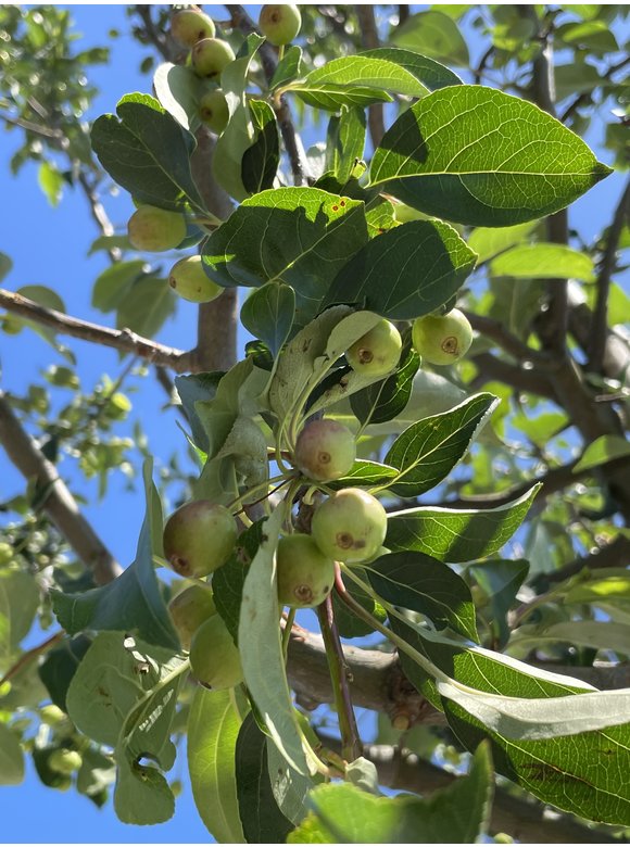 Zierapfel Malus ‘Braendkjaer’ | Malus ‘Braendkjaer’ Zierapfel Malus ‘Braendkjaer’ | Malus ‘Braendkjaer’
