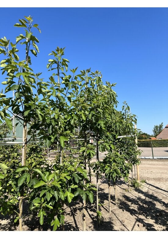 Fenchelholzbaum | Sassafras albidum