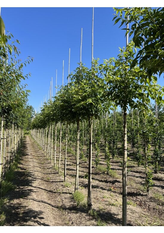 Bienenbaum | Tetradium daniellii - Euodia daniellii