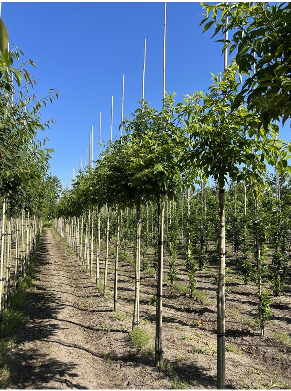 Bienenbaum - Tausendblütenstrauch - Honigesche | Tetradium daniellii - Euodia daniellii Bienenbaum - Tausendblütenstrauch - Honigesche | Tetradium daniellii - Euodia daniellii