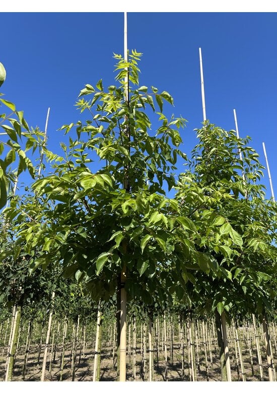 Bienenbaum | Tetradium daniellii - Euodia daniellii