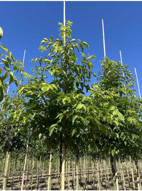 Bienenbaum - Tausendblütenstrauch - Honigesche | Tetradium daniellii - Euodia daniellii Bienenbaum - Tausendblütenstrauch - Honigesche | Tetradium daniellii - Euodia daniellii