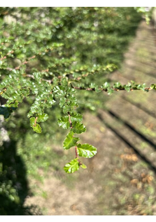 Antarktische Scheinbuche | Nothofagus antarctica
