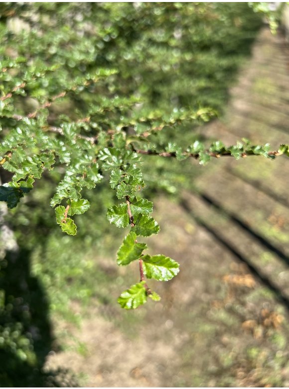 Antarktische Scheinbuche | Nothofagus antarctica Antarktische Scheinbuche | Nothofagus antarctica