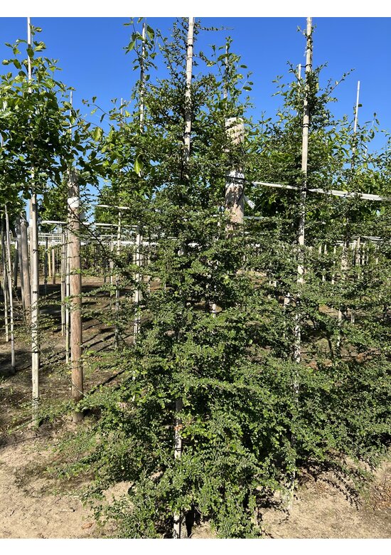 Antarktische Scheinbuche | Nothofagus antarctica