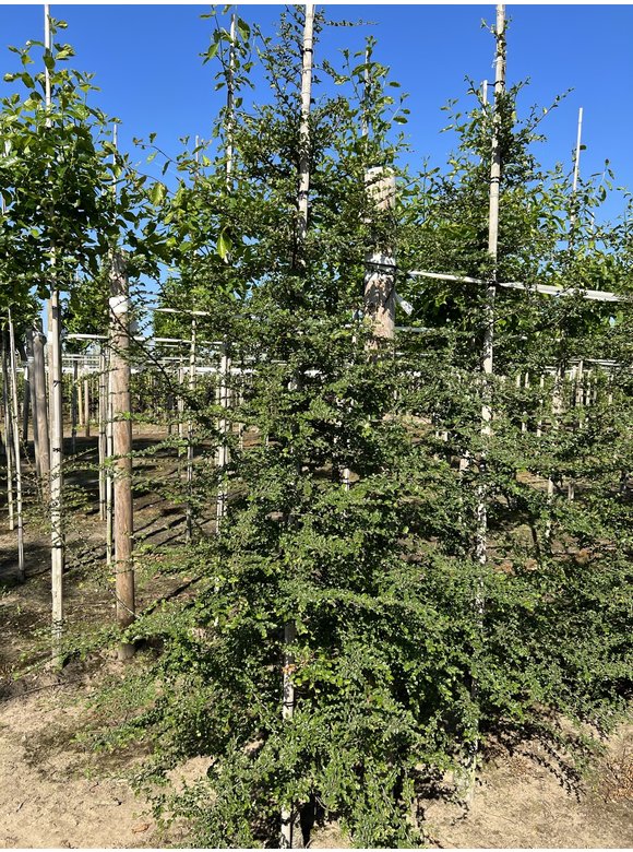 Antarktische Scheinbuche | Nothofagus antarctica Antarktische Scheinbuche | Nothofagus antarctica