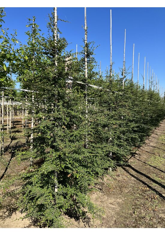 Antarktische Scheinbuche | Nothofagus antarctica