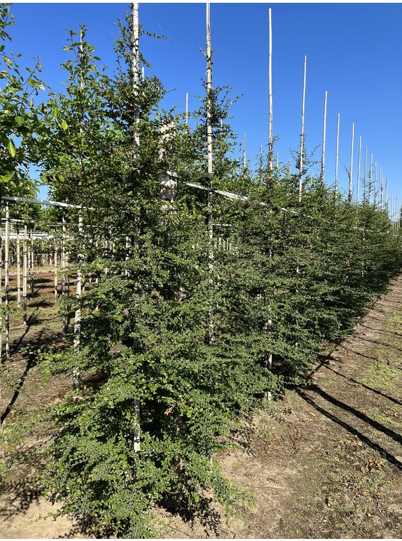Antarktische Scheinbuche | Nothofagus antarctica Antarktische Scheinbuche | Nothofagus antarctica