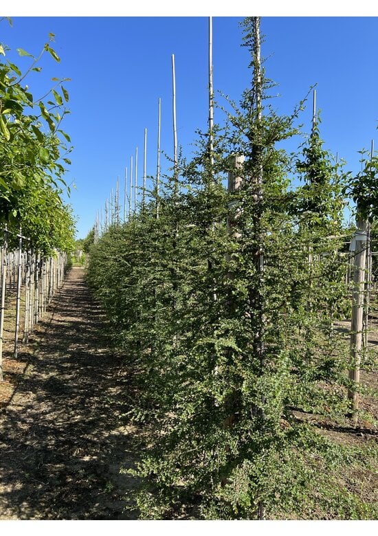 Antarktische Scheinbuche | Nothofagus antarctica