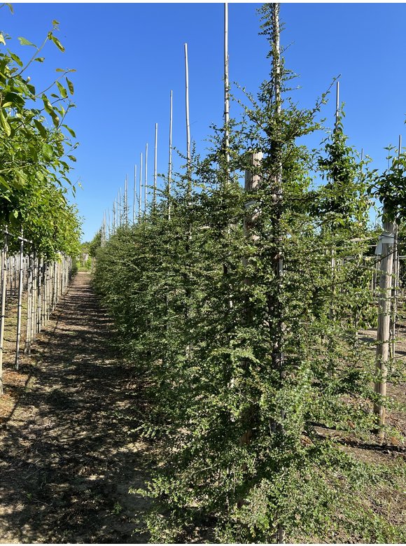 Antarktische Scheinbuche | Nothofagus antarctica Antarktische Scheinbuche | Nothofagus antarctica