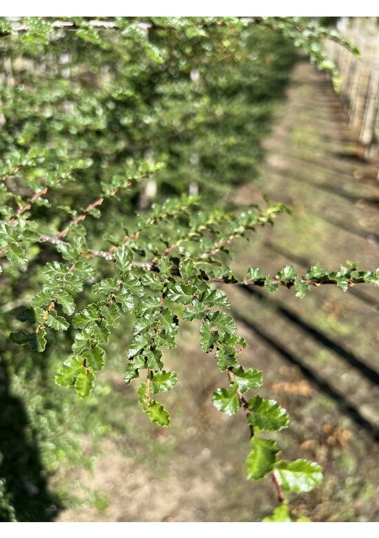 Antarktische Scheinbuche | Nothofagus antarctica