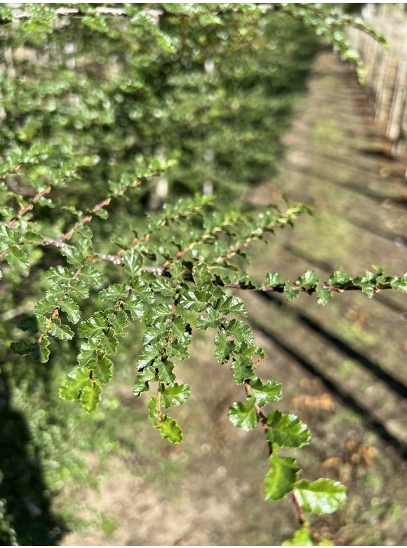 Antarktische Scheinbuche | Nothofagus antarctica Antarktische Scheinbuche | Nothofagus antarctica