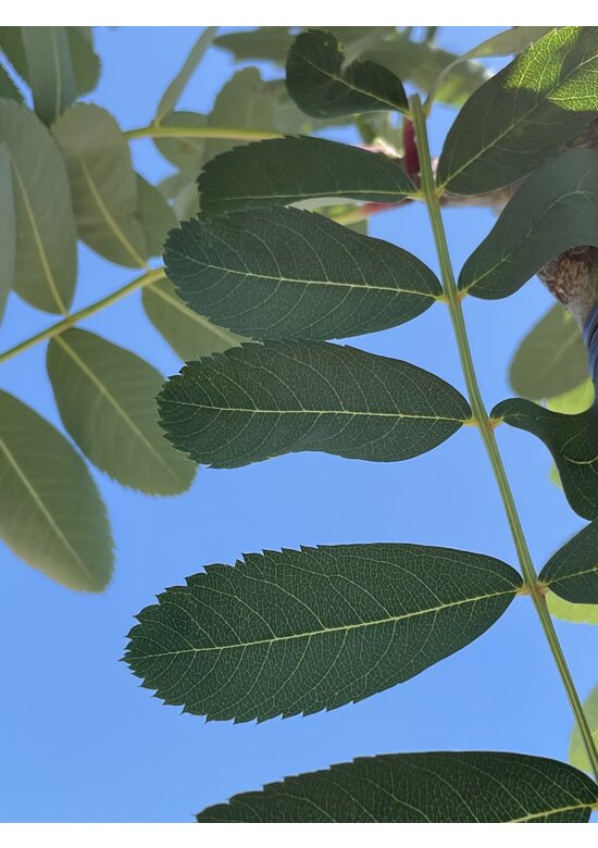 Chinesische-Eberesche - Weiße Ziereberesche | Sorbus hupehensis