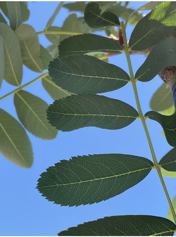 Chinesische-Eberesche - Weiße Ziereberesche | Sorbus hupehensis Chinesische-Eberesche - Weiße Ziereberesche | Sorbus hupehensis