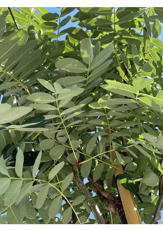 Chinesische-Eberesche - Weiße Ziereberesche | Sorbus hupehensis