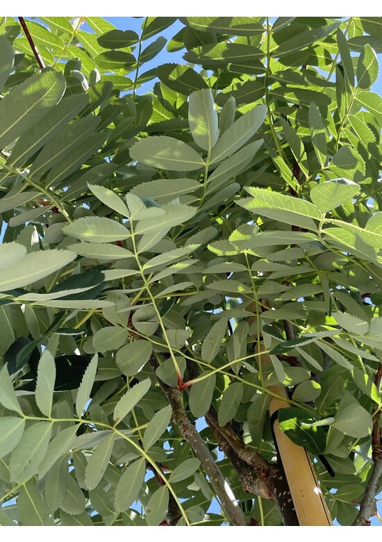 Chinesische-Eberesche - Weiße Ziereberesche | Sorbus hupehensis