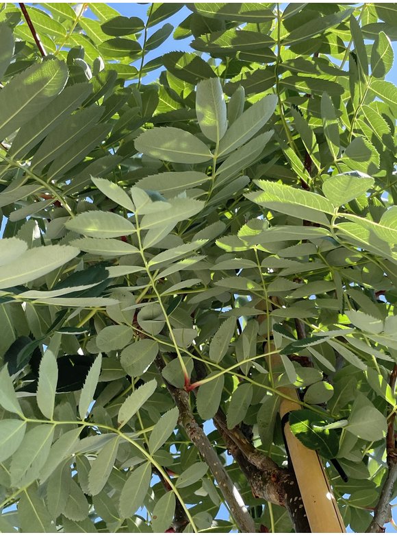 Chinesische-Eberesche - Weiße Ziereberesche | Sorbus hupehensis Chinesische-Eberesche - Weiße Ziereberesche | Sorbus hupehensis