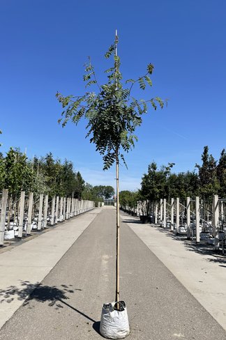 Chinesische-Eberesche - Weiße Ziereberesche | Sorbus hupehensis