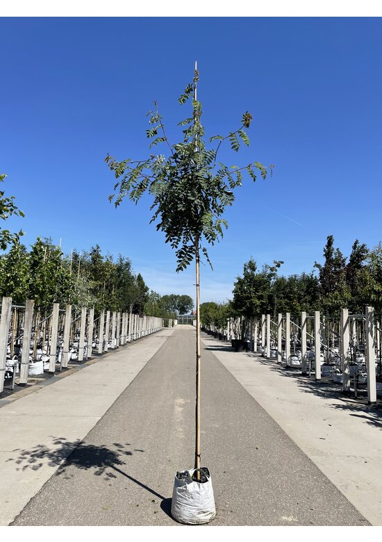 Chinesische-Eberesche - Weiße Ziereberesche | Sorbus hupehensis