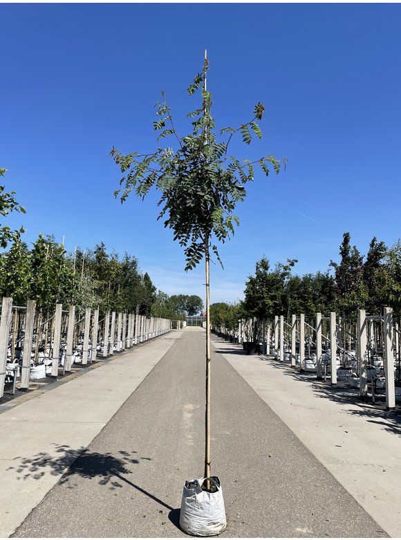 Chinesische-Eberesche - Weiße Ziereberesche | Sorbus hupehensis Chinesische-Eberesche - Weiße Ziereberesche | Sorbus hupehensis
