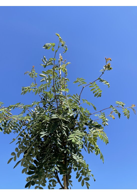 Chinesische-Eberesche - Weiße Ziereberesche | Sorbus hupehensis