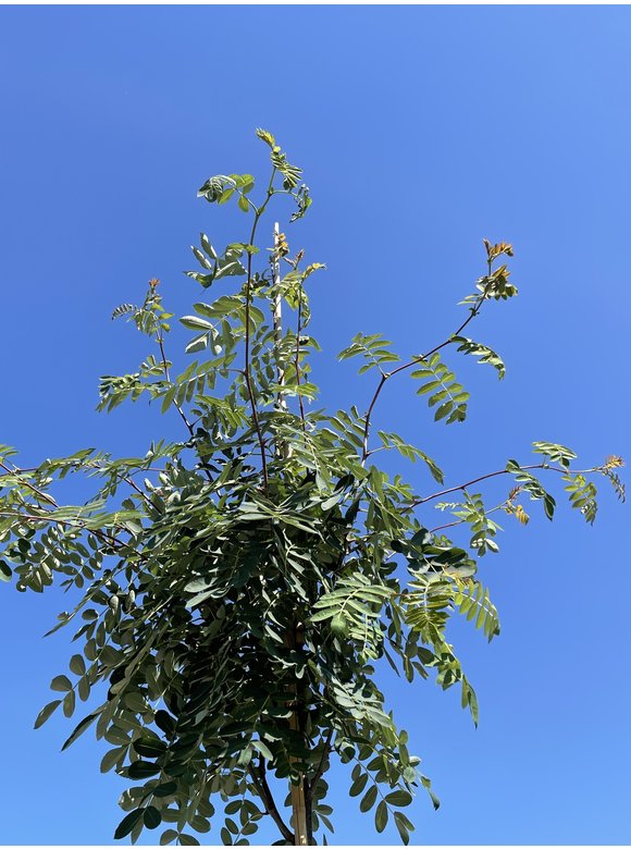 Chinesische-Eberesche - Weiße Ziereberesche | Sorbus hupehensis Chinesische-Eberesche - Weiße Ziereberesche | Sorbus hupehensis