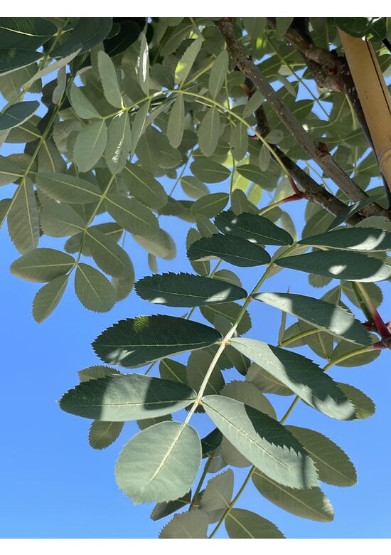 Chinesische-Eberesche - Weiße Ziereberesche | Sorbus hupehensis