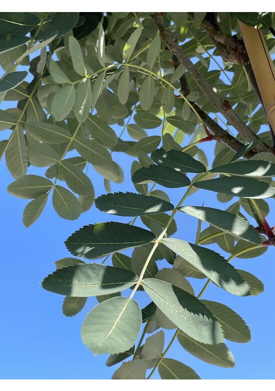 Chinesische-Eberesche - Weiße Ziereberesche | Sorbus hupehensis