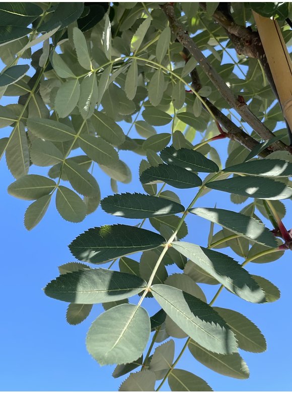 Chinesische-Eberesche - Weiße Ziereberesche | Sorbus hupehensis Chinesische-Eberesche - Weiße Ziereberesche | Sorbus hupehensis