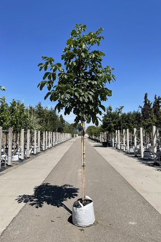 Rotblühende Rosskastanie 'Plantierensis' | Aesculus carnea 'Plantierensis' Rotblühende Rosskastanie 'Plantierensis' | Aesculus carnea 'Plantierensis'