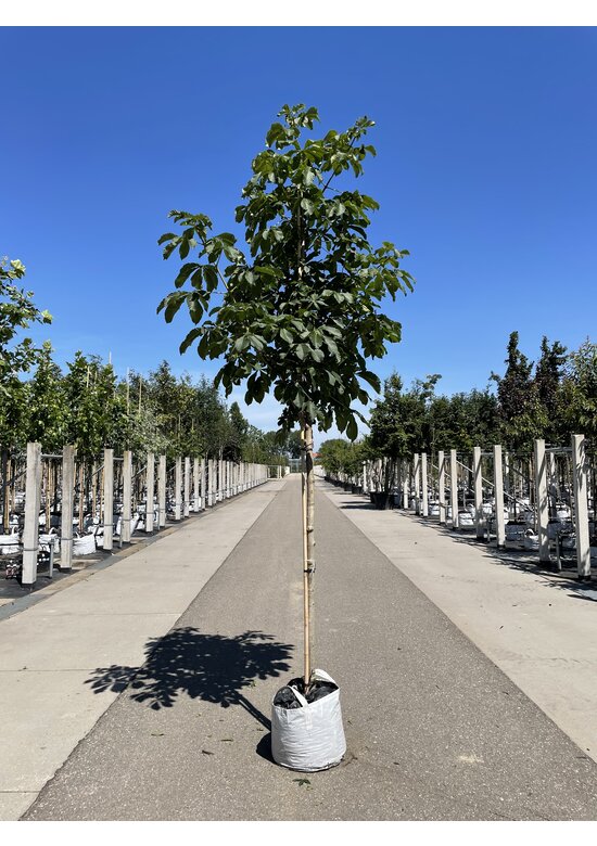 Rotblühende Rosskastanie 'Plantierensis' | Aesculus carnea 'Plantierensis'