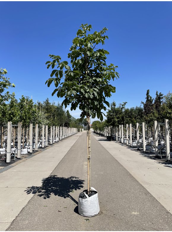 Rotblühende Rosskastanie 'Plantierensis' | Aesculus carnea 'Plantierensis' Rotblühende Rosskastanie 'Plantierensis' | Aesculus carnea 'Plantierensis'