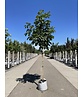 Rotblühende Rosskastanie 'Plantierensis' | Aesculus carnea 'Plantierensis' Rotblühende Rosskastanie 'Plantierensis' | Aesculus carnea 'Plantierensis'