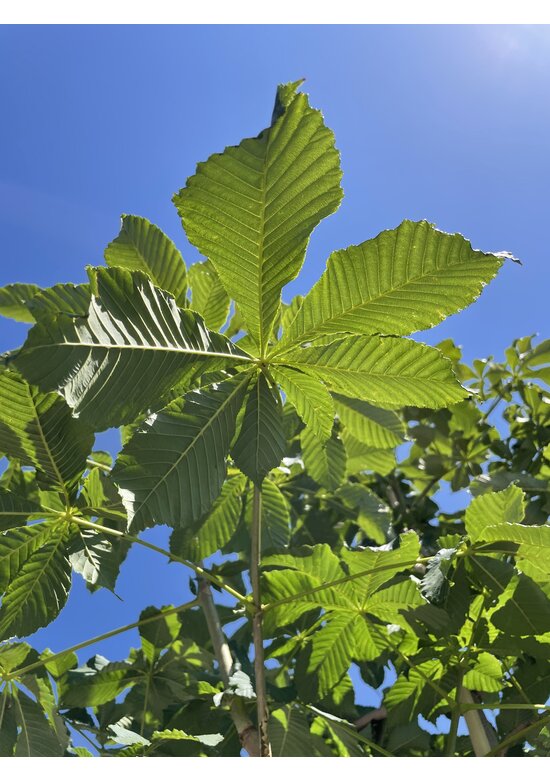 Rotblühende Rosskastanie 'Plantierensis' | Aesculus carnea 'Plantierensis'