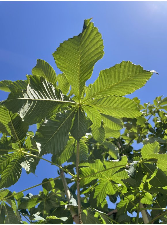 Rotblühende Rosskastanie 'Plantierensis' | Aesculus carnea 'Plantierensis' Rotblühende Rosskastanie 'Plantierensis' | Aesculus carnea 'Plantierensis'