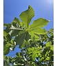 Rotblühende Rosskastanie 'Plantierensis' | Aesculus carnea 'Plantierensis' Rotblühende Rosskastanie 'Plantierensis' | Aesculus carnea 'Plantierensis'