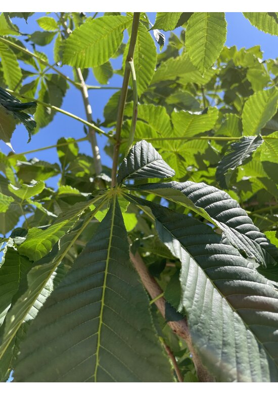Rotblühende Rosskastanie 'Plantierensis' | Aesculus carnea 'Plantierensis'