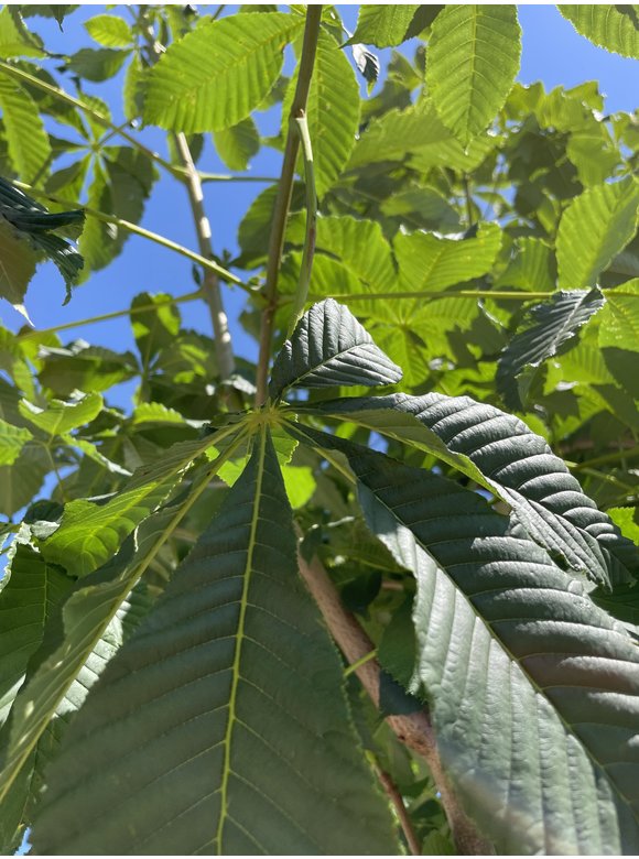 Rotblühende Rosskastanie 'Plantierensis' | Aesculus carnea 'Plantierensis' Rotblühende Rosskastanie 'Plantierensis' | Aesculus carnea 'Plantierensis'