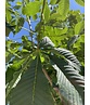 Rotblühende Rosskastanie 'Plantierensis' | Aesculus carnea 'Plantierensis' Rotblühende Rosskastanie 'Plantierensis' | Aesculus carnea 'Plantierensis'