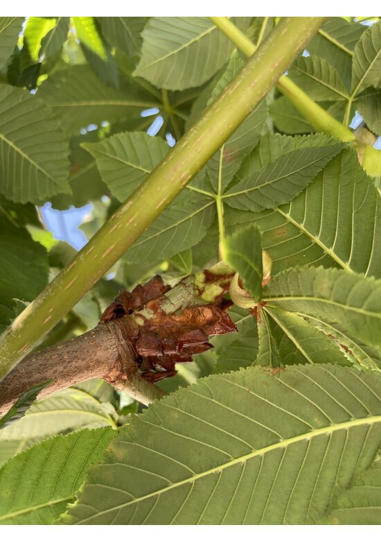 Rotblühende Rosskastanie 'Plantierensis' | Aesculus carnea 'Plantierensis'