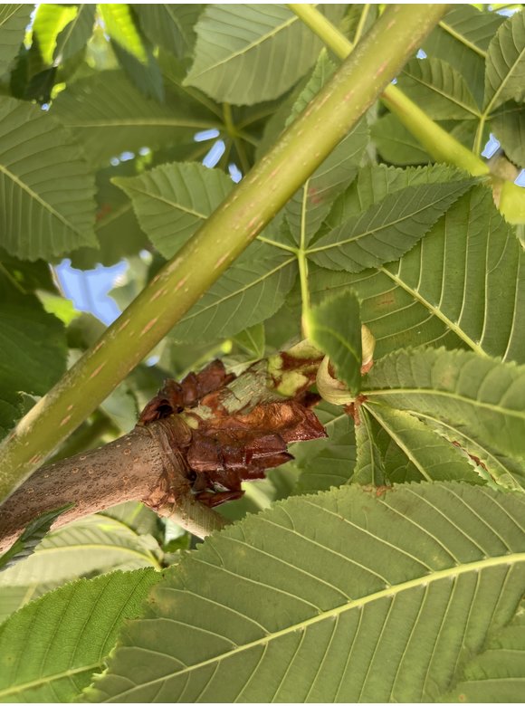 Rotblühende Rosskastanie 'Plantierensis' | Aesculus carnea 'Plantierensis' Rotblühende Rosskastanie 'Plantierensis' | Aesculus carnea 'Plantierensis'