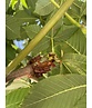 Rotblühende Rosskastanie 'Plantierensis' | Aesculus carnea 'Plantierensis' Rotblühende Rosskastanie 'Plantierensis' | Aesculus carnea 'Plantierensis'