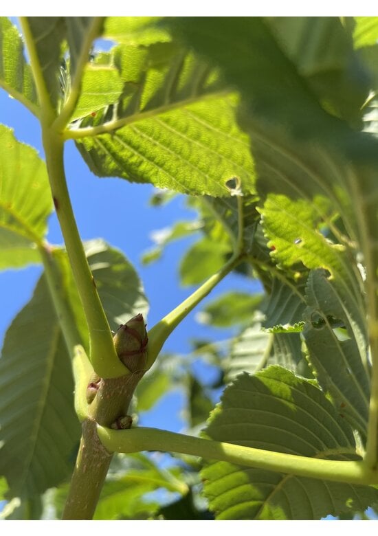 Rotblühende Rosskastanie 'Plantierensis' | Aesculus carnea 'Plantierensis'