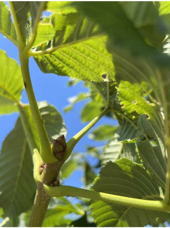 Rotblühende Rosskastanie 'Plantierensis' | Aesculus carnea 'Plantierensis' Rotblühende Rosskastanie 'Plantierensis' | Aesculus carnea 'Plantierensis'